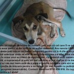 Ravie-the dog