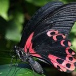 images (5)