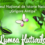 lumea